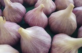 Napuri Garlic
