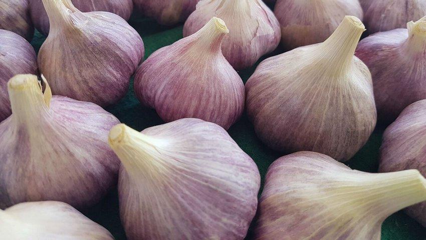 Napuri Garlic