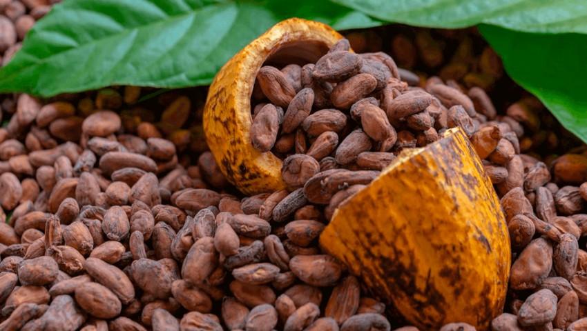Cocoa Beans