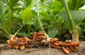 Entire Turmeric