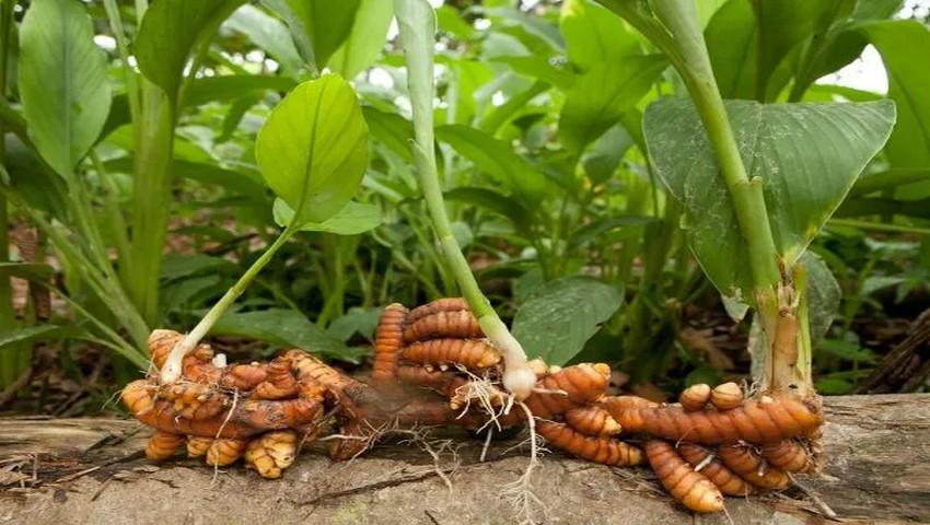 Entire Turmeric