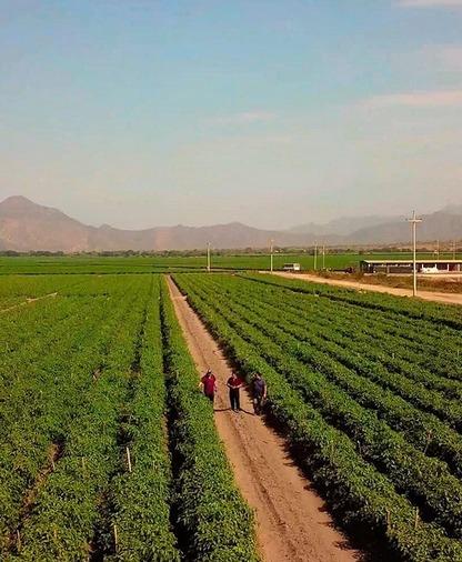 We are an agroindustrial company created on November 10, 2018.